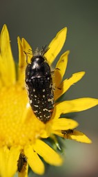 Acmaeodera rubronotata4