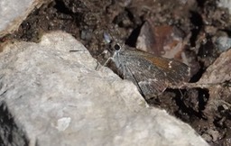 Amblyscirtes aenus Carbonate Creek Waterfall July 7, 2024