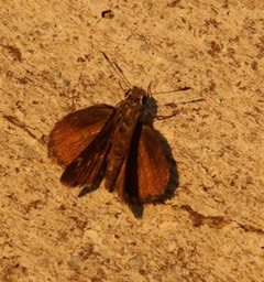 Amblyscirtes cassus