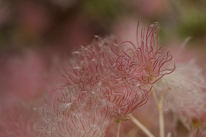 Apache Plume - Fallugia paradoxa1b