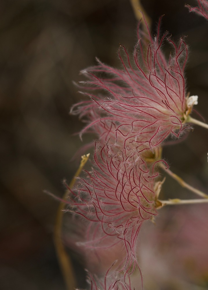 Apache Plume - Fallugia paradoxa1c