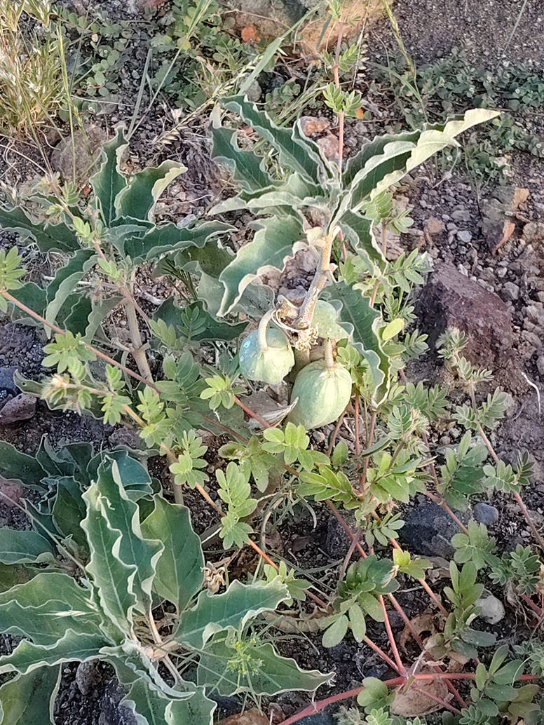 Asclepias oenotheroides, Zizotes MIlkweed