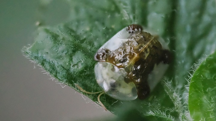 Aug 15 f