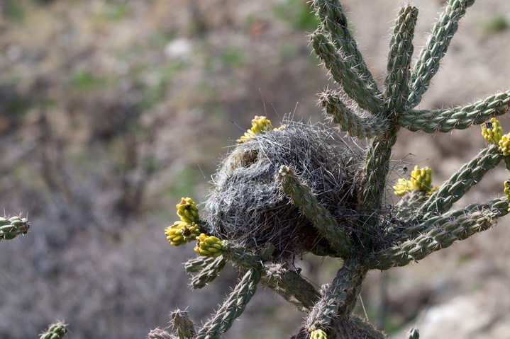 bird nest pink canyon