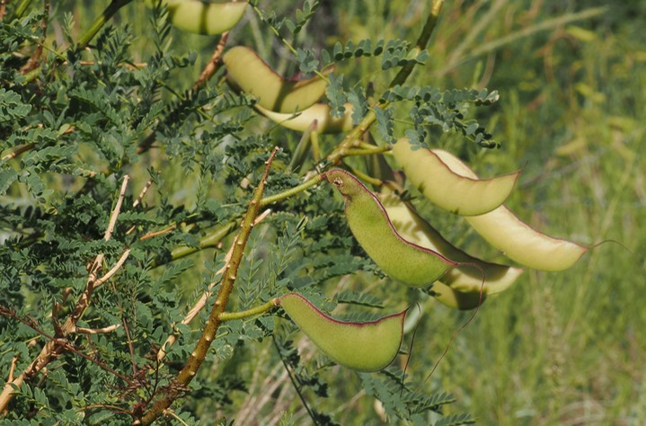 Bird of Paradise Bush 3