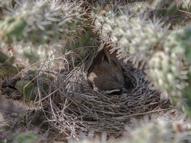 Black-throated Sparrow on nest
