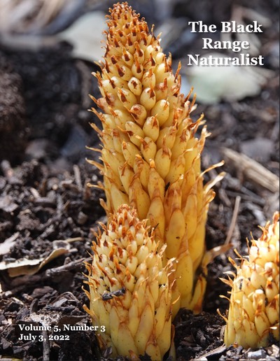 BRN 5-3 Cover