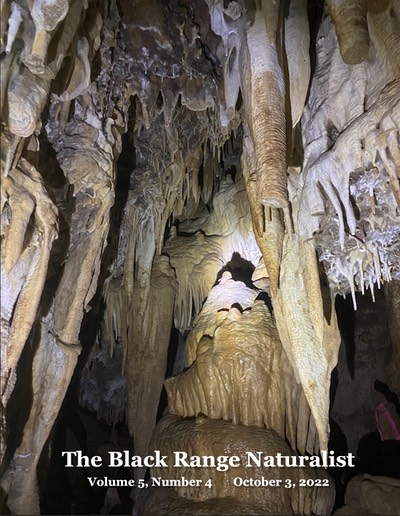 BRN 5-4 Cover