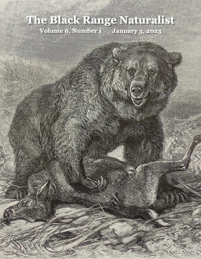 BRN 6-1 Cover