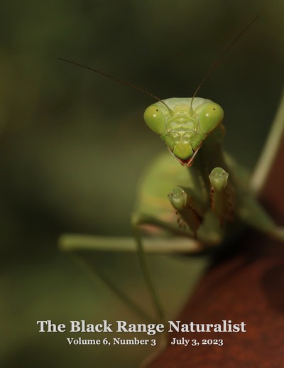 BRN 6-3 cover