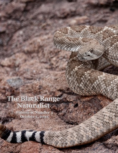 BRN 6-4 Cover