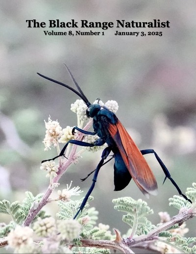 BRN 8-1 Cover