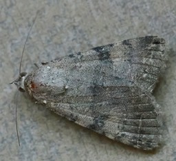 Bulia deducta/similaris 1