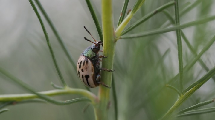 Burrobrush Leaf Beetle (Leptinotarsa lineolata) 8