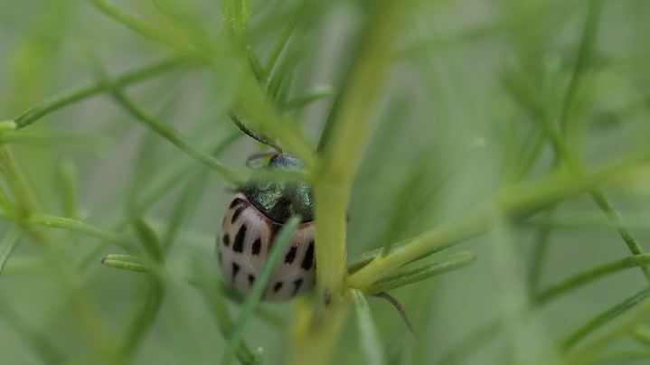 Burrobrush Leaf Beetle (Leptinotarsa lineolata) 5
