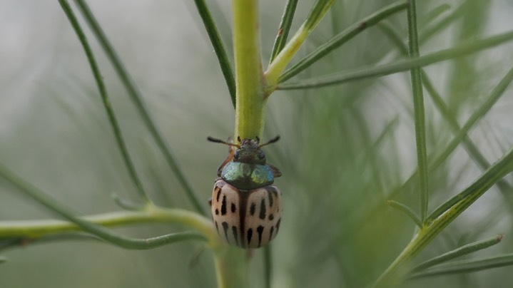 Burrobrush Leaf Beetle (Leptinotarsa lineolata) 10