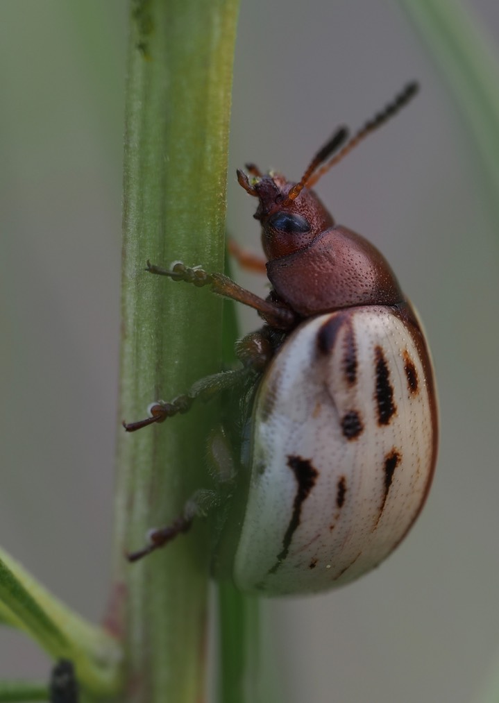 Burrobrush Leaf Beetle (Leptinotarsa lineolata) 2
