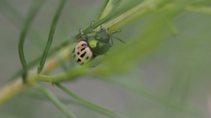 Burrobrush Leaf Beetle (Leptinotarsa lineolata) 4