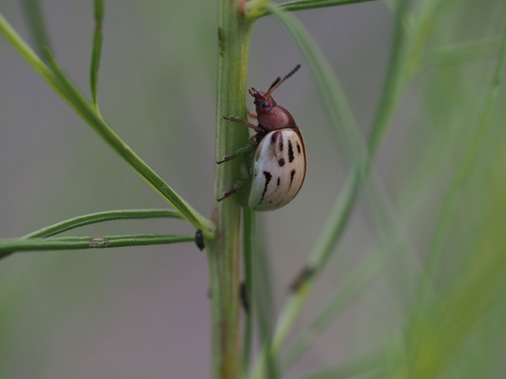 Burrobrush Leaf Beetle (Leptinotarsa lineolata)