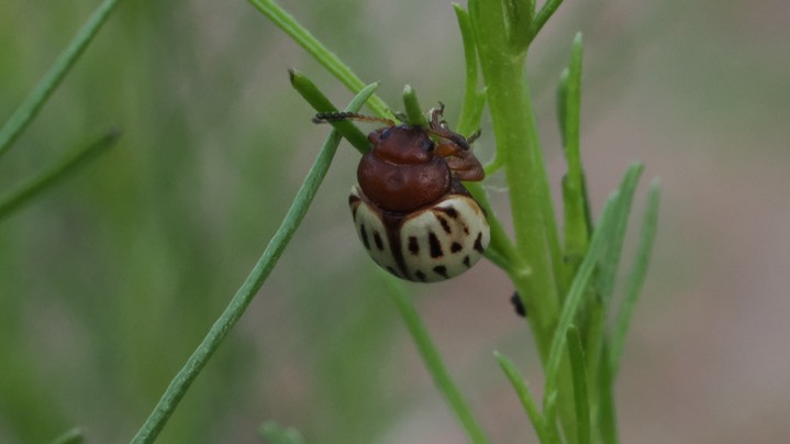 burrowbush beetle 11