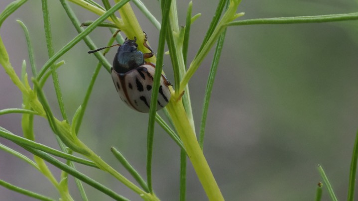 burrowbush beetle 2