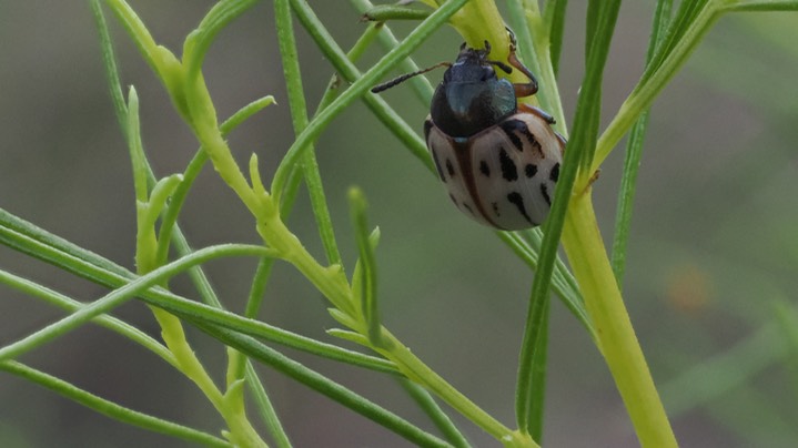 burrowbush beetle 3