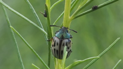 burrowbush beetle 5 (2)