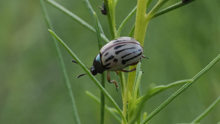 burrowbush beetle 5