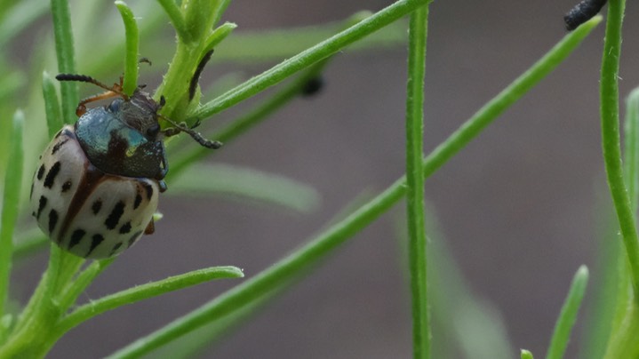 burrowbush beetle 7