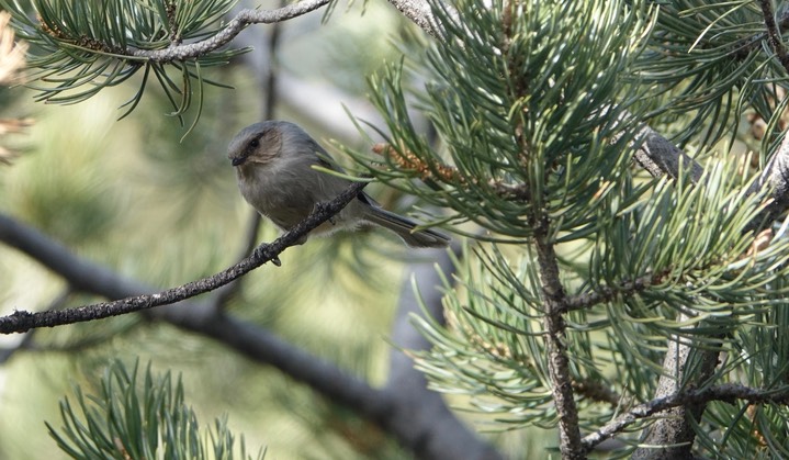 Bushtit - Psaltriparus minimus - Black Range4
