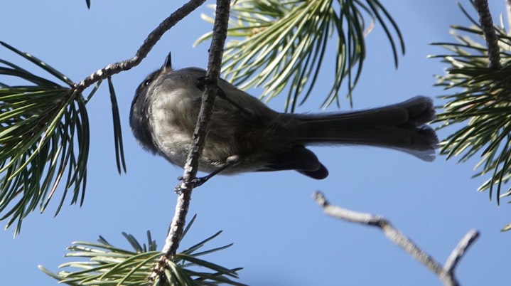 Bushtit - Psaltriparus minimus - Black Range1