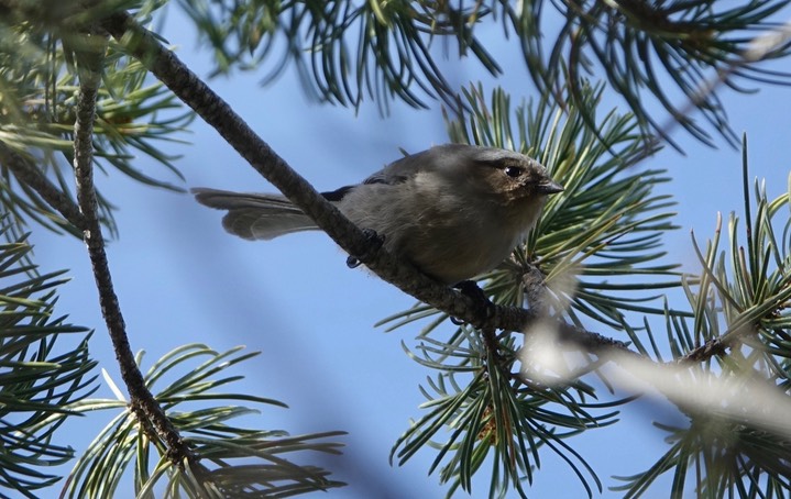 Bushtit - Psaltriparus minimus - Black Range