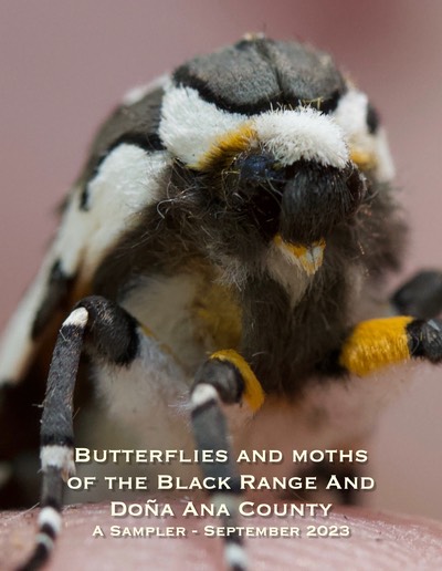 Butterflies and Moths Cover