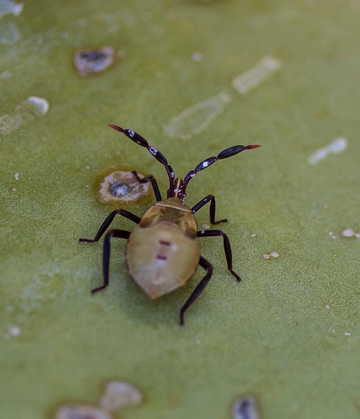 cactus bug 3