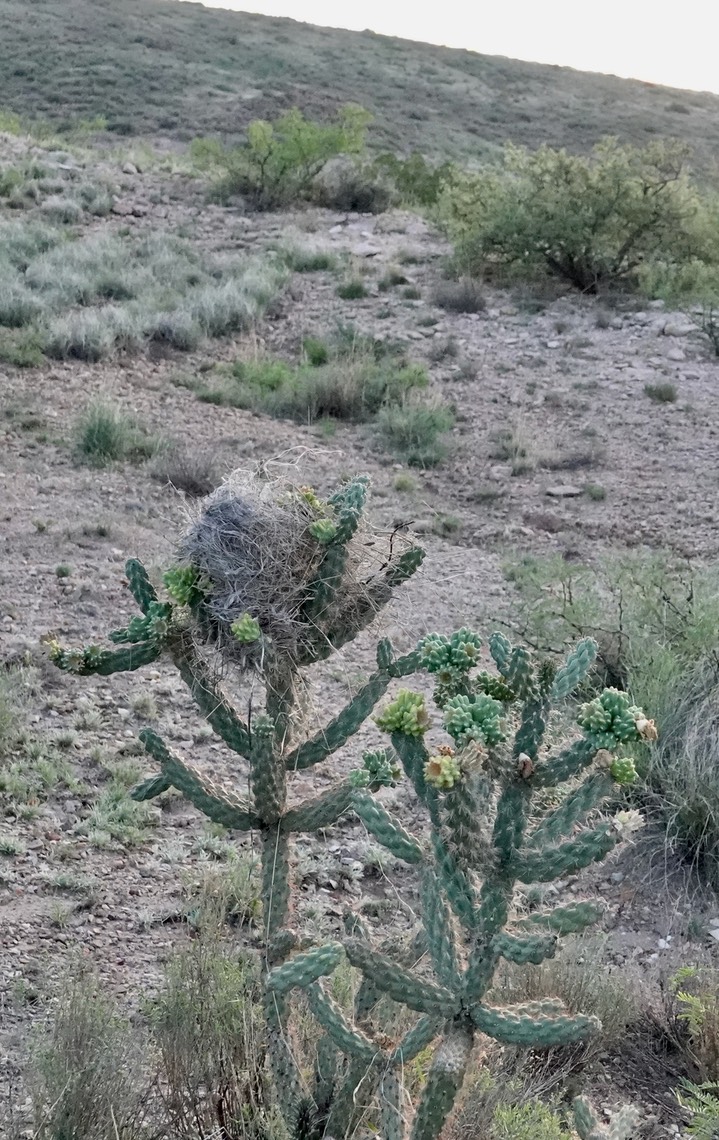 Cactus Wren nest, Stock Pond east of Hillsboro (1)