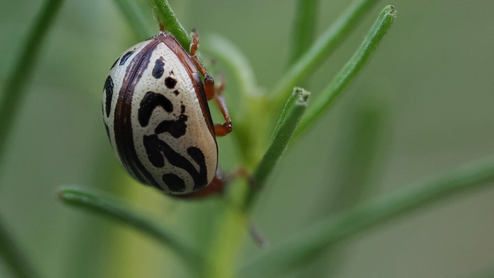 Calligrapha tortuosa Arizona Leaf Beetlec