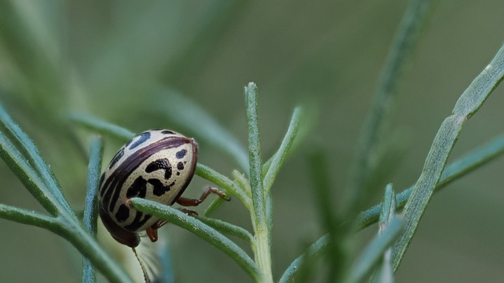Calligrapha tortuosa9