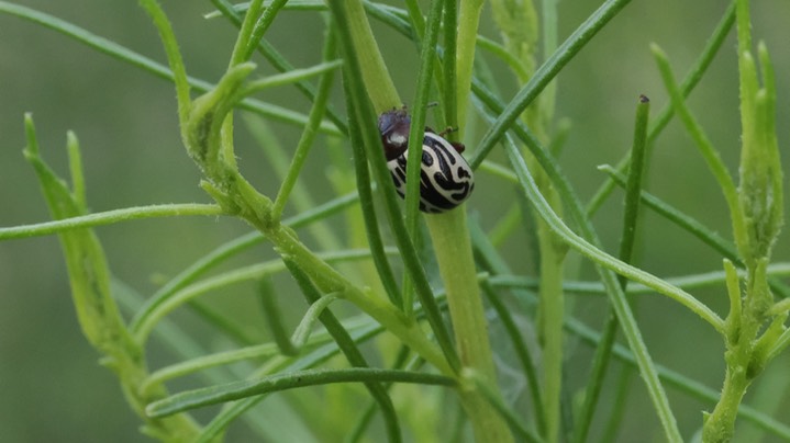 Calligrapha tortuosa5
