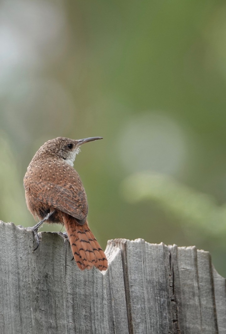 Canyon Wren1