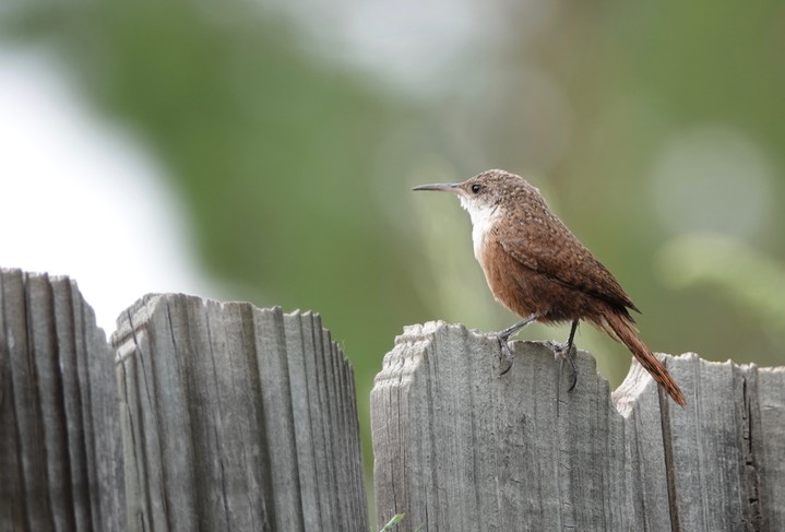 Canyon Wren2