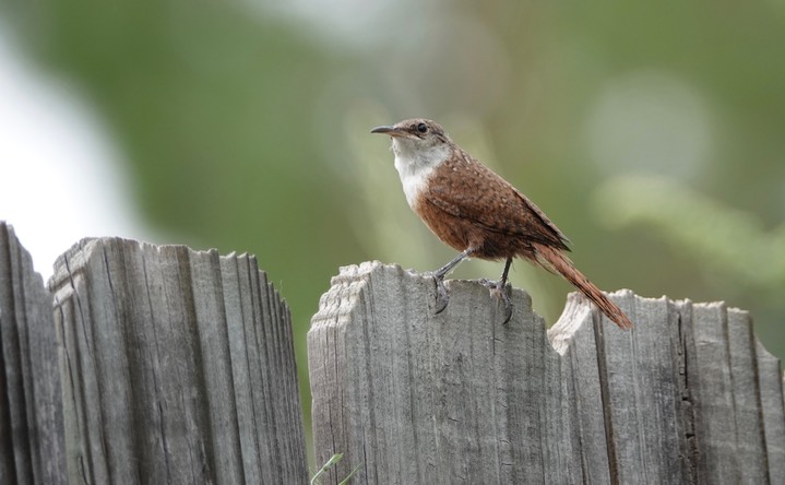 Canyon Wren3