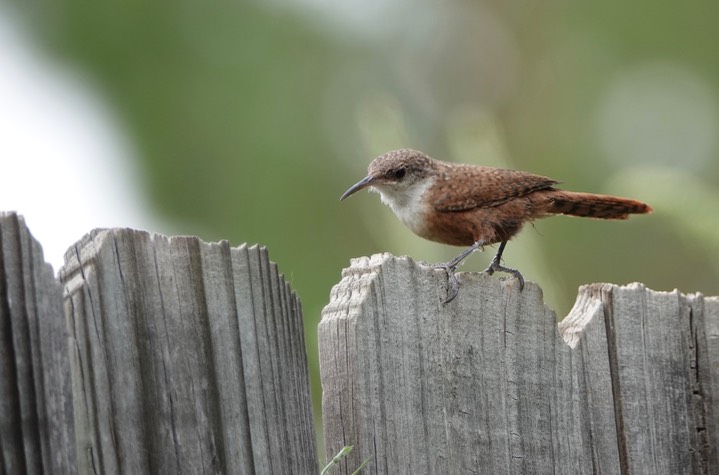 Canyon Wren4