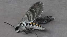 Carolina Sphinx 4 copy