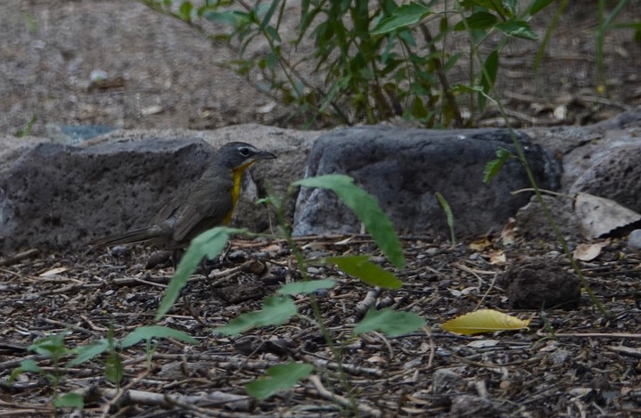 Chat, Yellow-breasted Icteria virens 1
