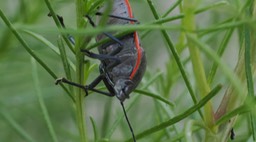 Chlorochroa ligata - Conchuela Bug4