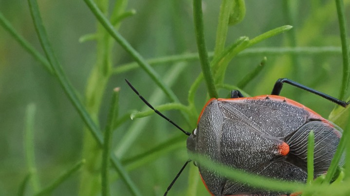 Chlorochroa ligata - Conchuela Bug1