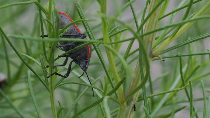 Chlorochroa ligata - Conchuela Bug5