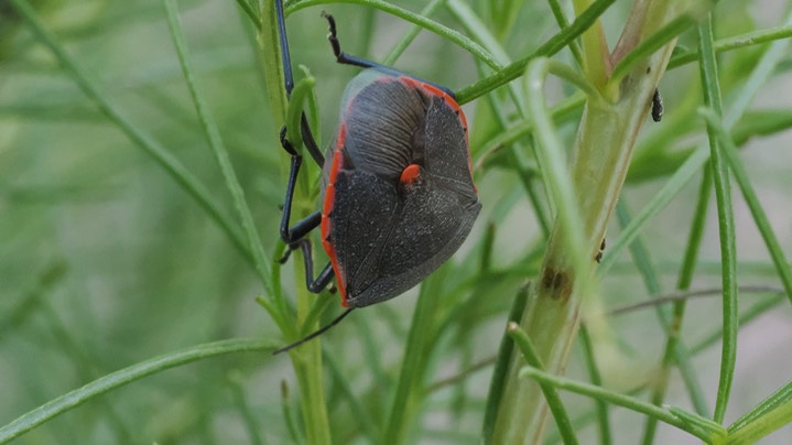 Chlorochroa ligata - Conchuela Bug3