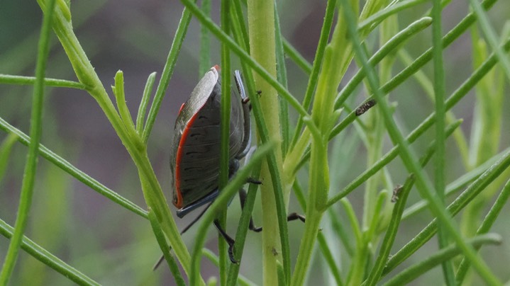 Chlorochroa ligata - Conchuela Bug2