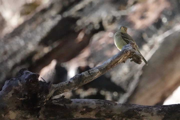 Cordilleran Flycatcher Empidonax occidentalis4